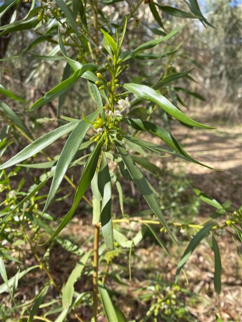 Myoporum montanum (waterbush) (alternate view 13)