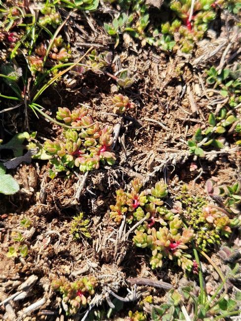 Crassula decumbens (Scilly Pigmyweed) (alternate view 12)