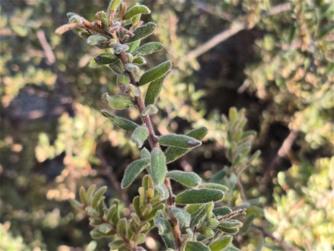 Grevillea alpina (Mountain Grevillea) (alternate view 11)