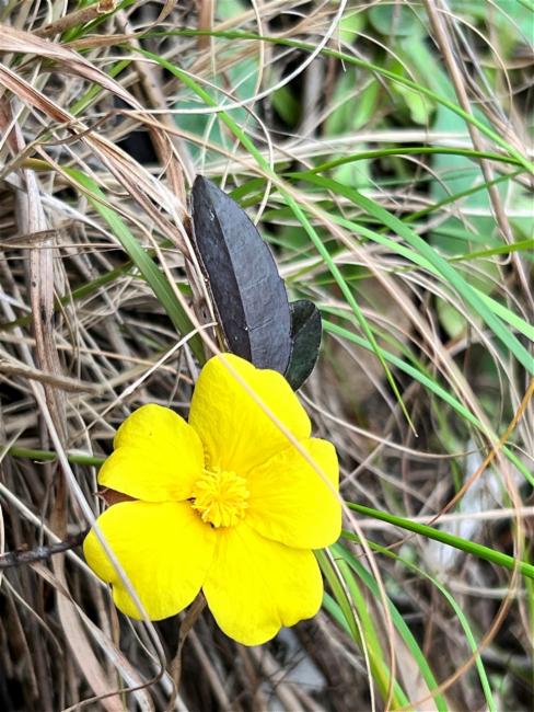 Hibbertia dentata (Toothed Guinea Flower) (alternate view 11)