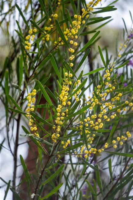 Acacia stricta (Hop wattle) (alternate view 11)