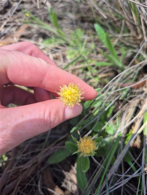 Coronidium scorpioides (button everlasting) (alternate view 10)