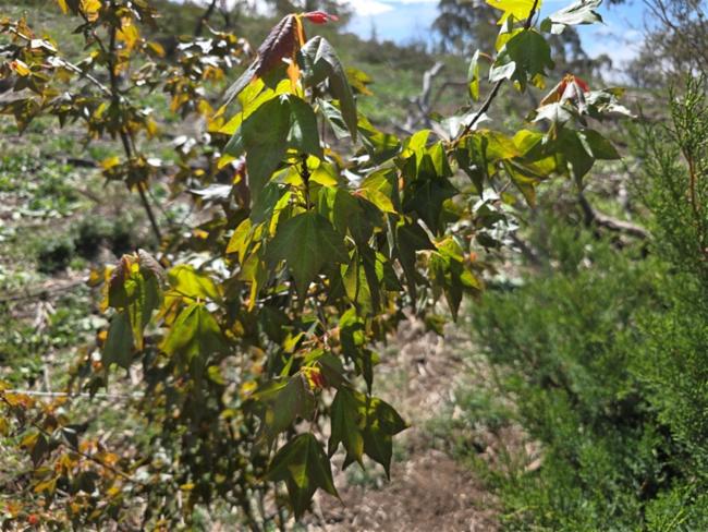 Acer buergerianum (Trident Maple) (alternate view 12)