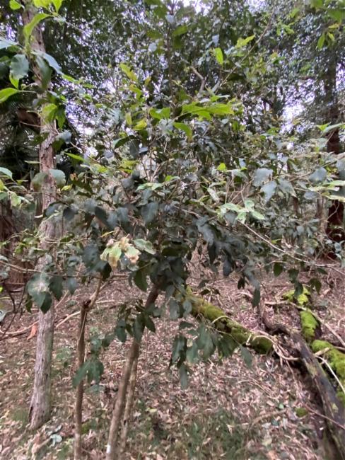 Notelaea longifolia (Large Mock-olive) (alternate view 11)