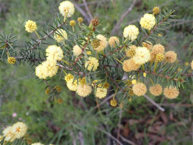 Acacia brownii (heath wattle) (alternate view 7)