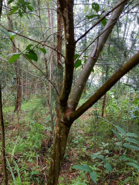 Ficus coronata (creek sandpaper fig) (alternate view 11)