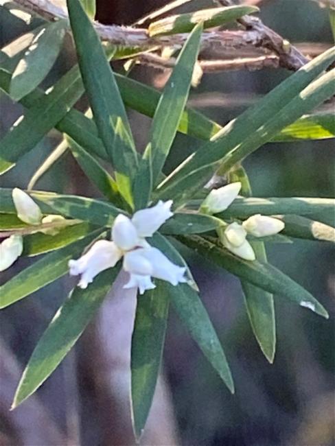 Leucopogon affinis (Lance Beard-heath) (alternate view 11)