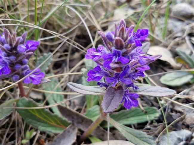 Ajuga australis (Austral Bugle) (alternate view 11)
