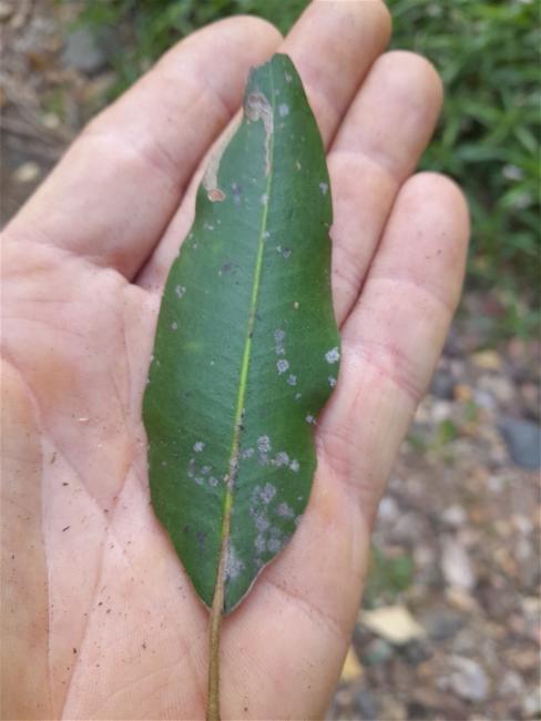 Geijera salicifolia (Axe Gapper) (alternate view 11)