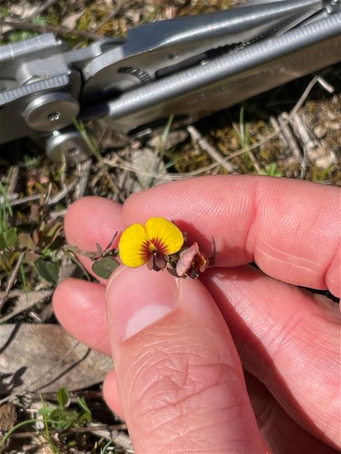 Bossiaea prostrata (creeping bossiaea) (alternate view 9)
