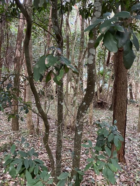 Guioa semiglauca (Guioa) (alternate view 11)