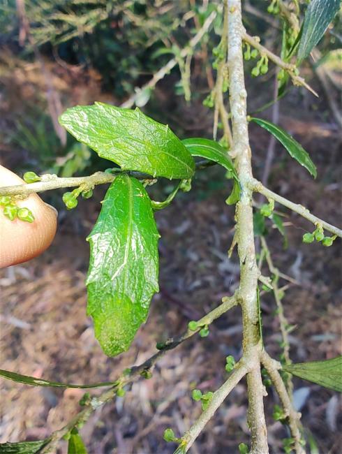 Melicytus dentatus (tree violet) (alternate view 10)