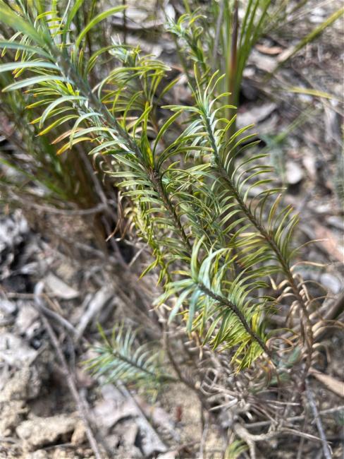 Lomandra obliqua (Fish Bones) (alternate view 11)