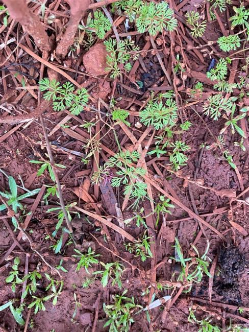 Daucus glochidiatus (Australian Carrot) (alternate view 10)