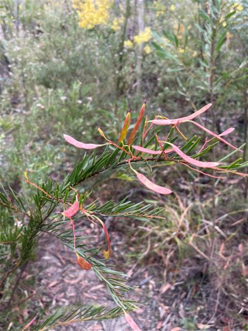 Acacia linifolia (Flax-leaved Wattle) (alternate view 11)