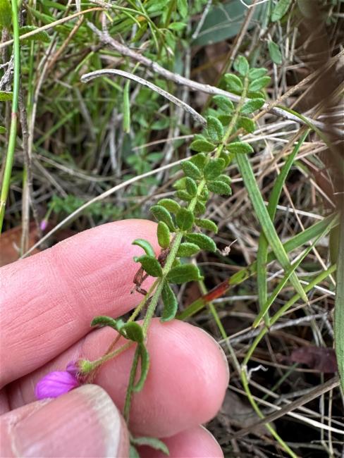 Tetratheca thymifolia (Thyme Pink-bells) (alternate view 10)