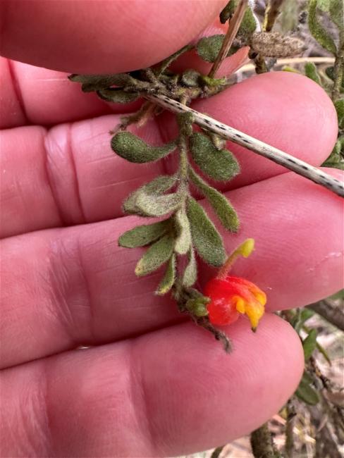 Grevillea alpina (Mountain Grevillea) (alternate view 13)
