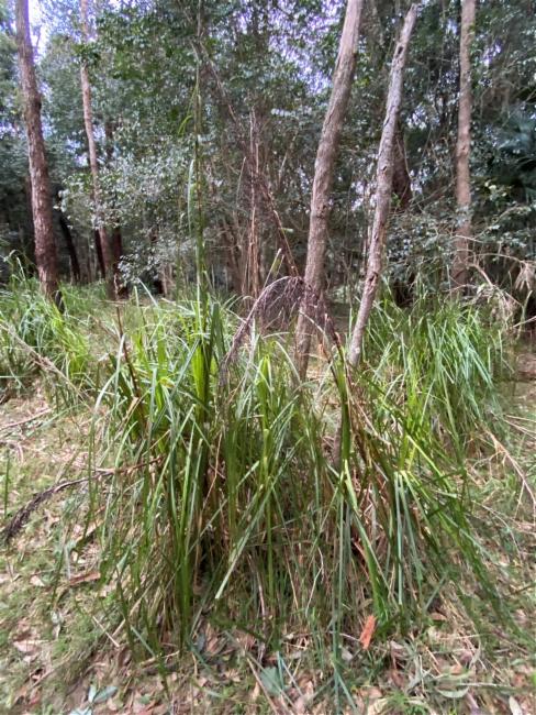 Gahnia clarkei (tall saw-sedge) (alternate view 9)