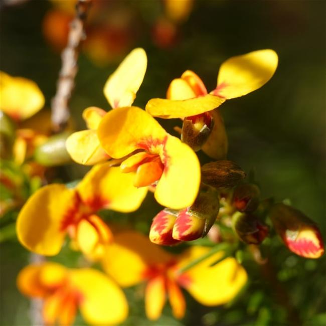 Dillwynia floribunda (Parrot Pea) (alternate view 11)