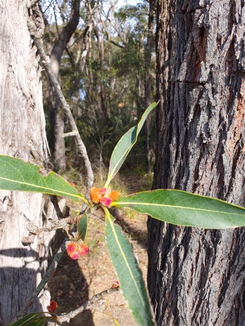 Xylomelum pyriforme (Woody Pear) (alternate view 12)
