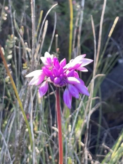 Sowerbaea juncea (Rush Lily) (alternate view 11)