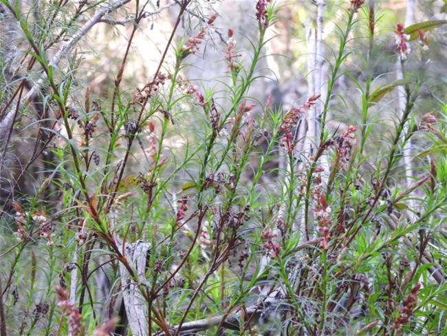 Dracophyllum secundum (necklace heath) (alternate view 11)