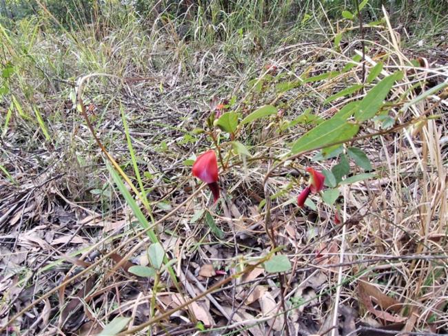 Kennedia rubicunda (Dusky coral pea) (alternate view 10)