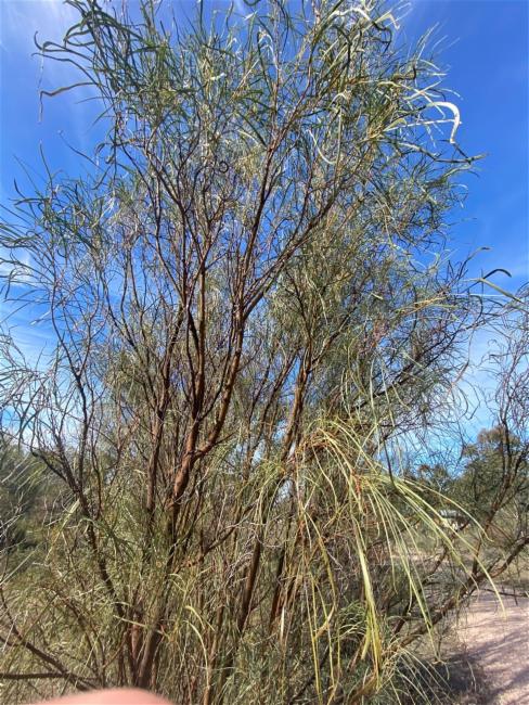 Acacia stenophylla (alternate view 2)