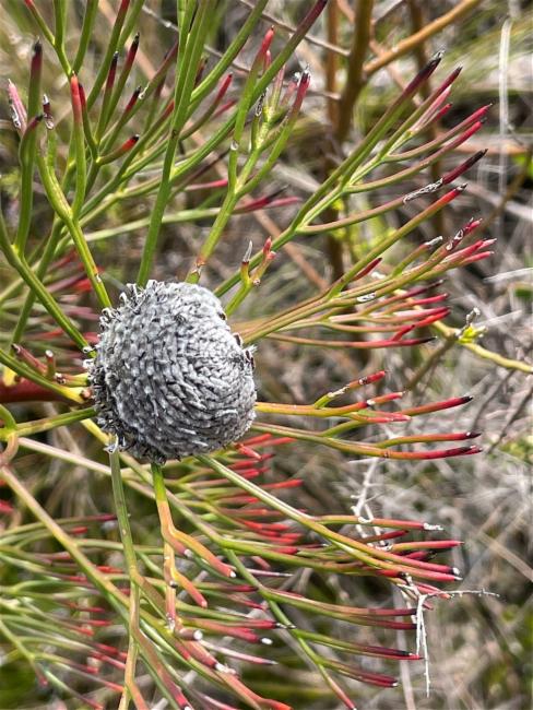 Isopogon anethifolius (Narrow-leaf Drumsticks) (alternate view 10)