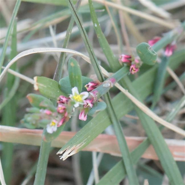 Polygonum arenastrum (Oval Leaf Knotweed) (alternate view 13)