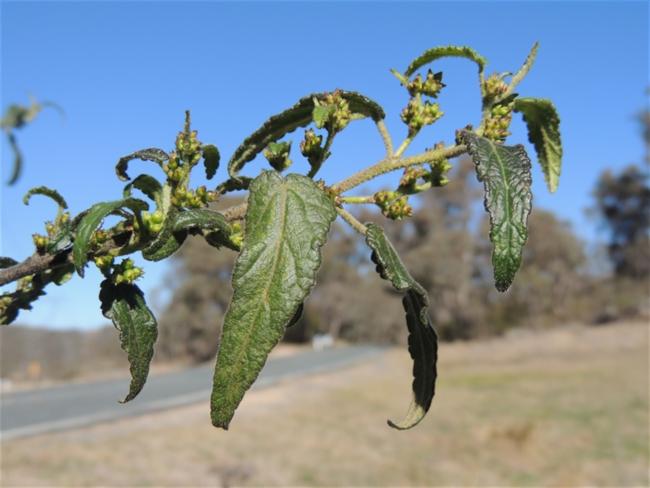 Gynatrix pulchella (Hemp Bush) (alternate view 9)