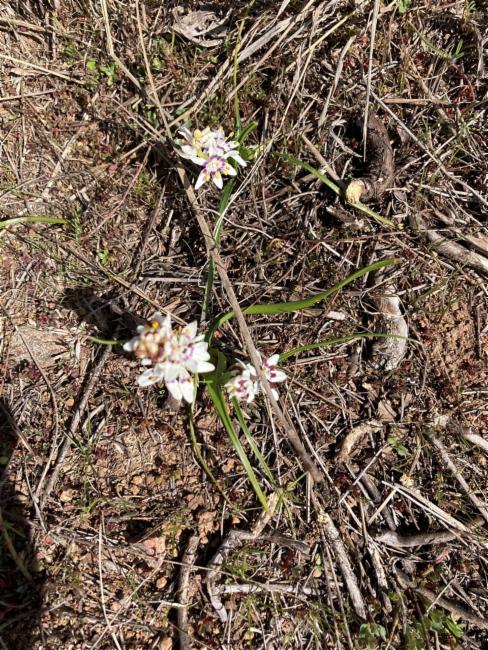 Wurmbea dioica (Early Nancy) (alternate view 11)