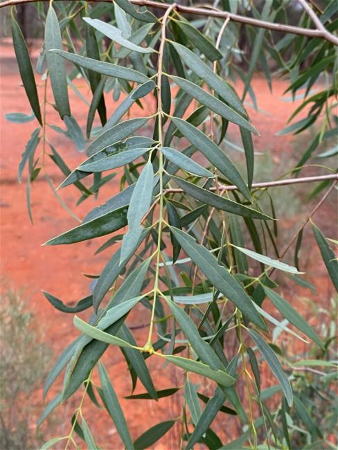 Santalum lanceolatum (Blue Bush) (alternate view 11)