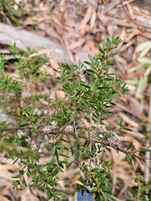 Leptospermum polygalifolium (Tantoon) (alternate view 10)