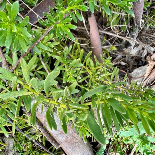 Myoporum parvifolium (alternate view 2)