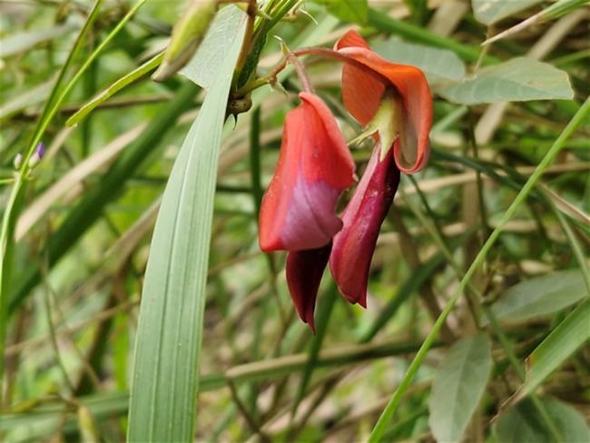 Kennedia rubicunda (Dusky coral pea) (alternate view 11)