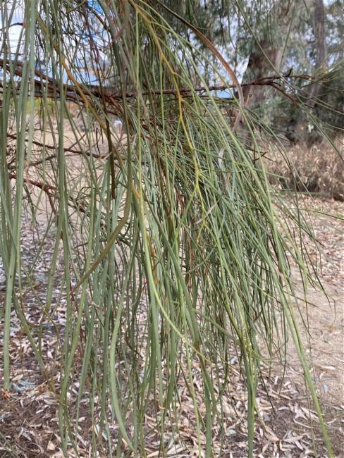 Acacia stenophylla (alternate view 3)