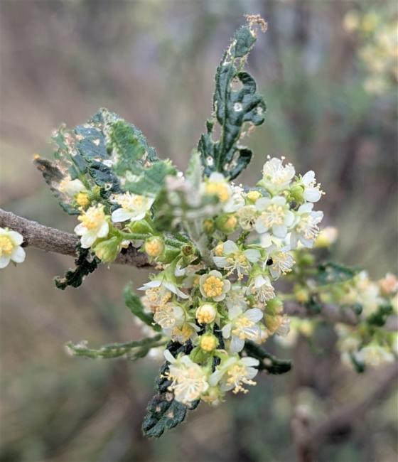 Gynatrix pulchella (Hemp Bush) (alternate view 8)