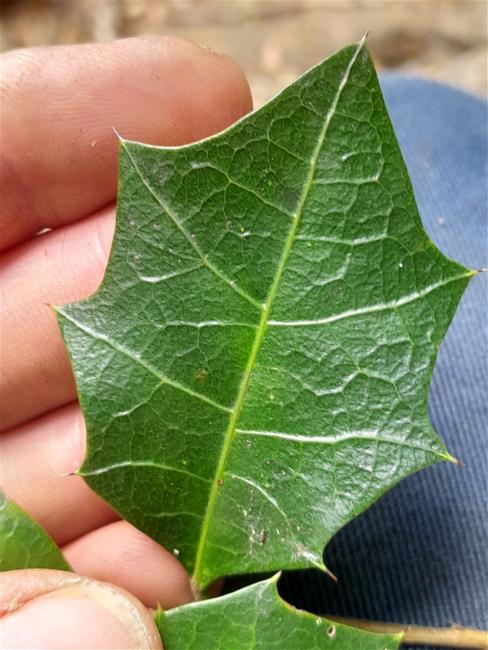Alchornea ilicifolia (Native Holly) (alternate view 11)