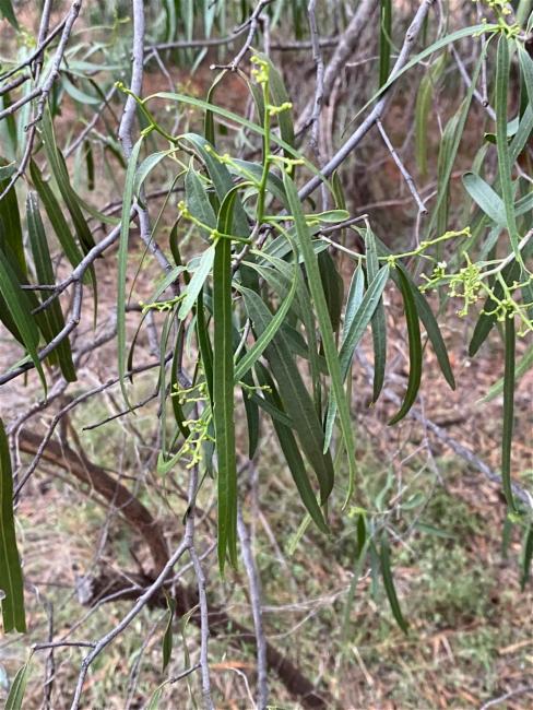 Geijera parviflora (Wilga) (alternate view 12)