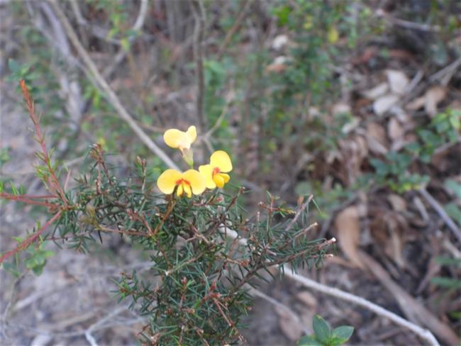 Dillwynia retorta (heathy parrot pea) (alternate view 12)