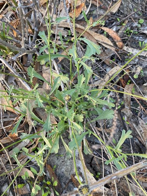 Calotis cuneifolia (Purple Burr-daisy) (alternate view 12)