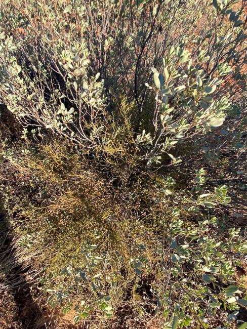 Amyema preissii (wireleaf mistletoe) (alternate view 10)