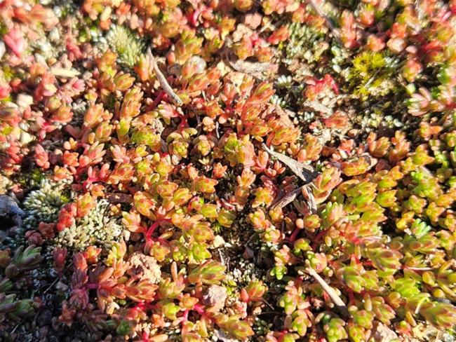 Crassula decumbens (Scilly Pigmyweed) (alternate view 11)