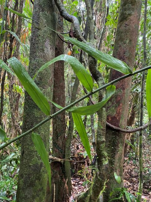 Flagellaria indica (Indian Bushcane) (alternate view 11)