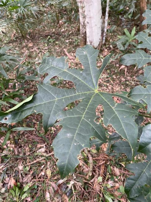 Brachychiton acerifolius (flame tree) (alternate view 11)