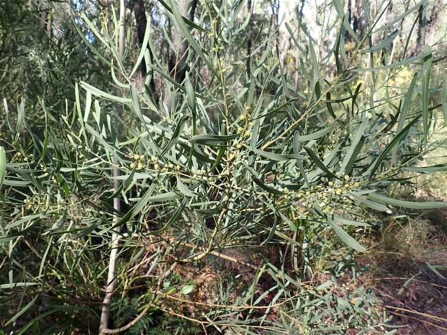 Acacia stricta (Hop wattle) (alternate view 10)