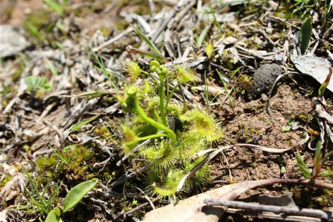 Drosera hookeri (Grassland Sundew) (alternate view 9)