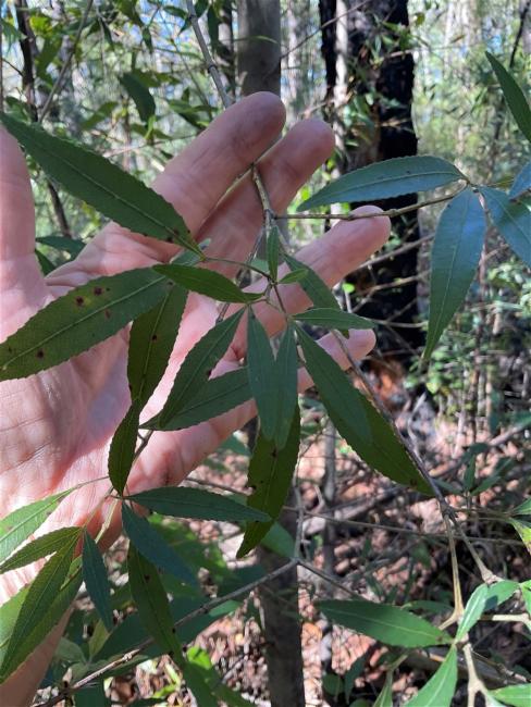Ceratopetalum gummiferum (New South Wales christmas bush) (alternate view 11)