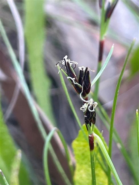 Schoenus apogon (common bog-rush) (alternate view 11)